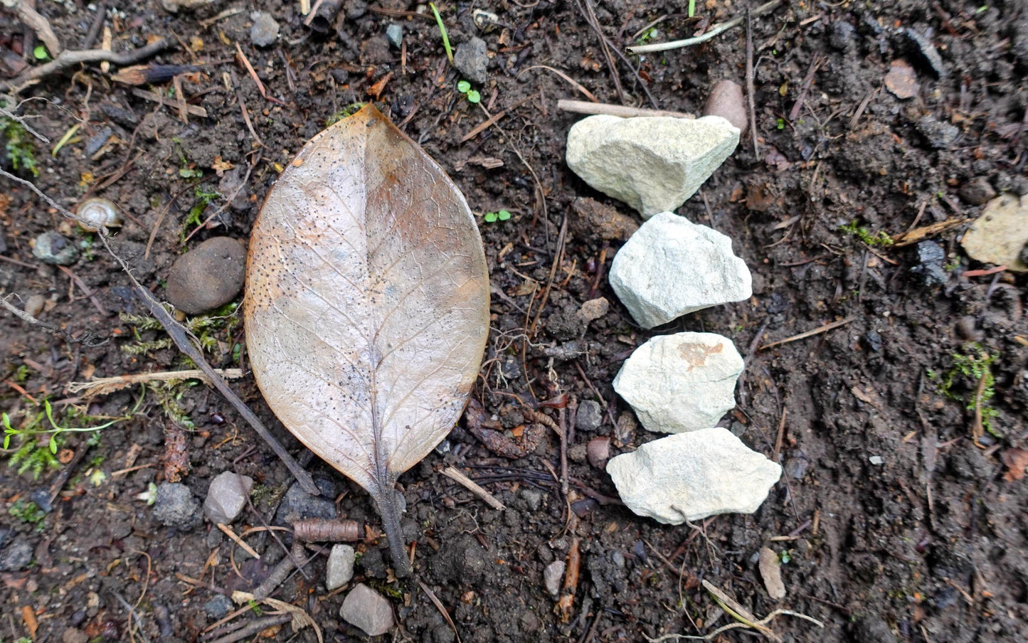 Year 1 Maths In Nature Activities