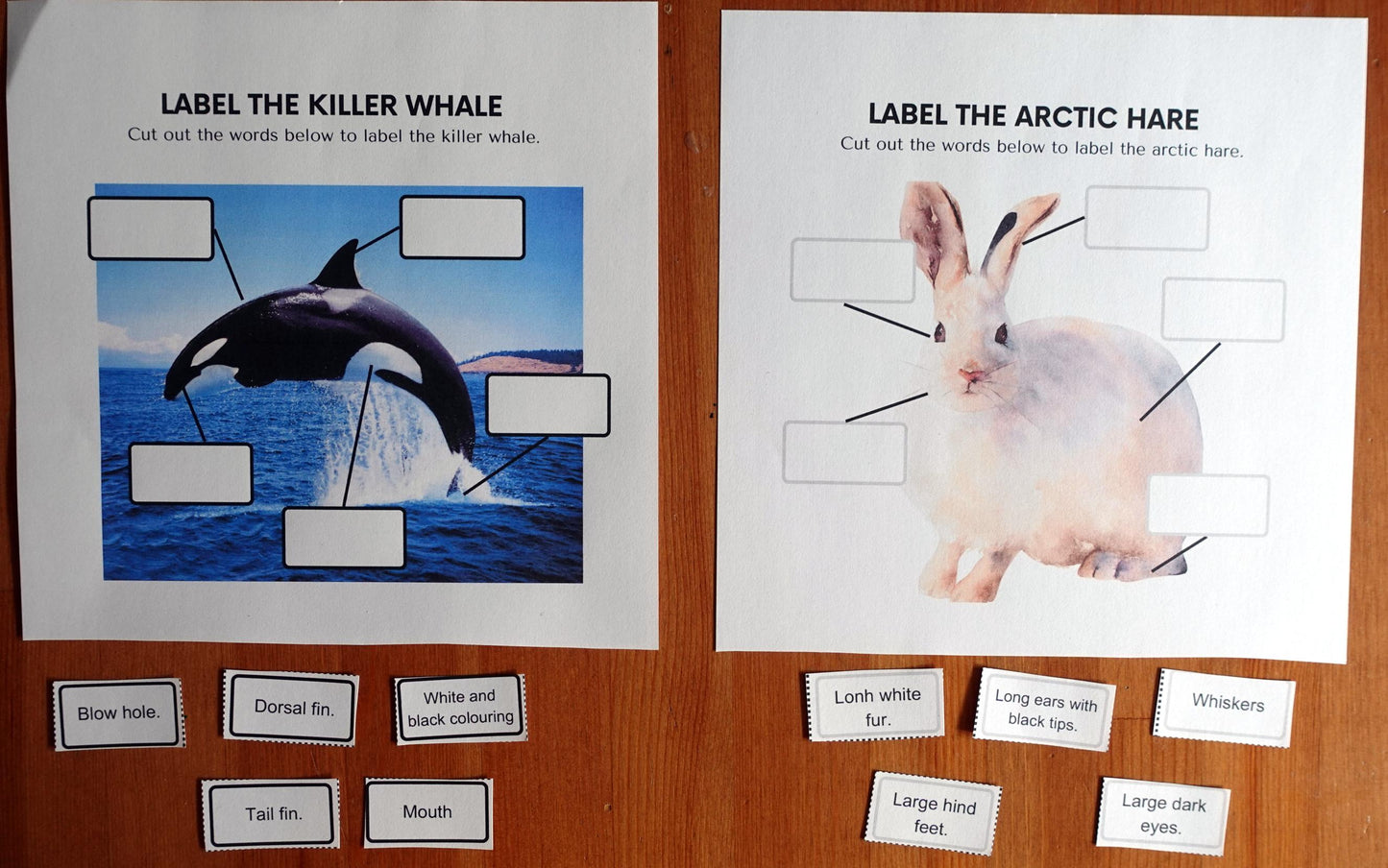 Year 2 Polar Habitats Activities