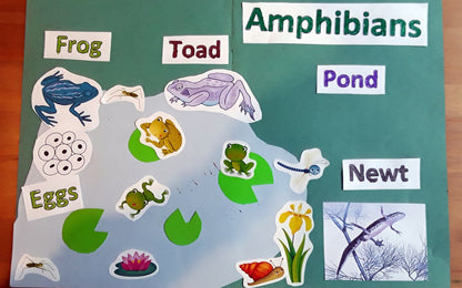 Year 1 Amphibians Activities