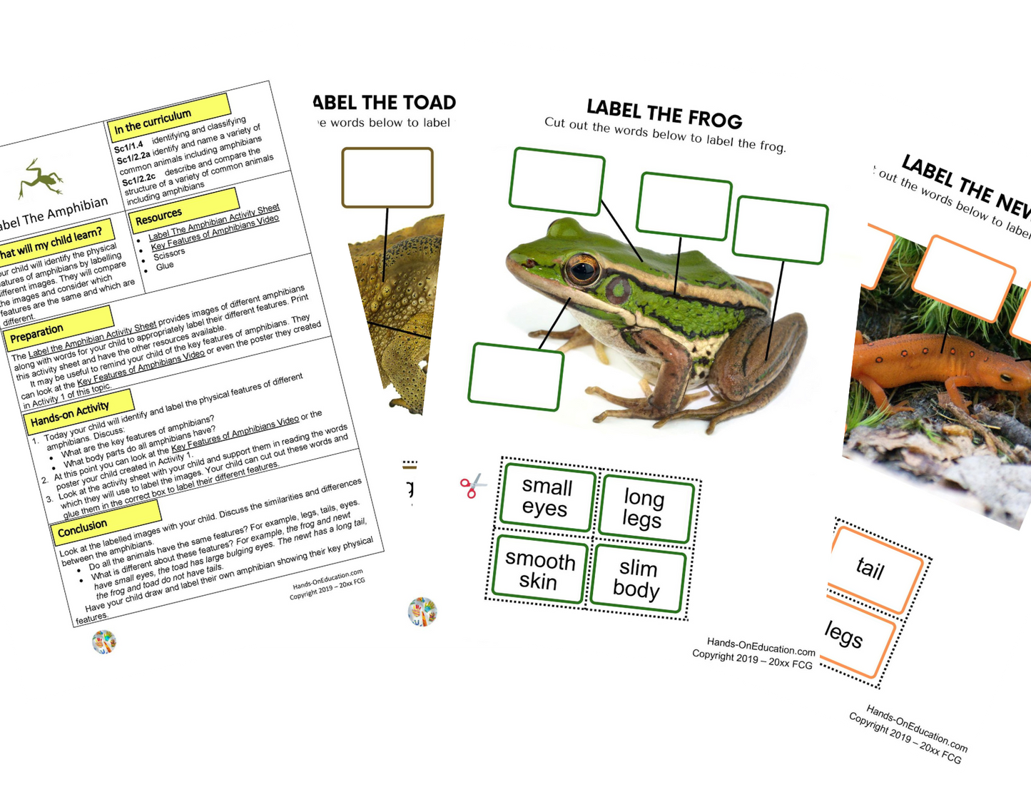 Year 1 Amphibians + Nature Journal