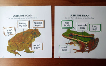 Year 1 Amphibians Activities