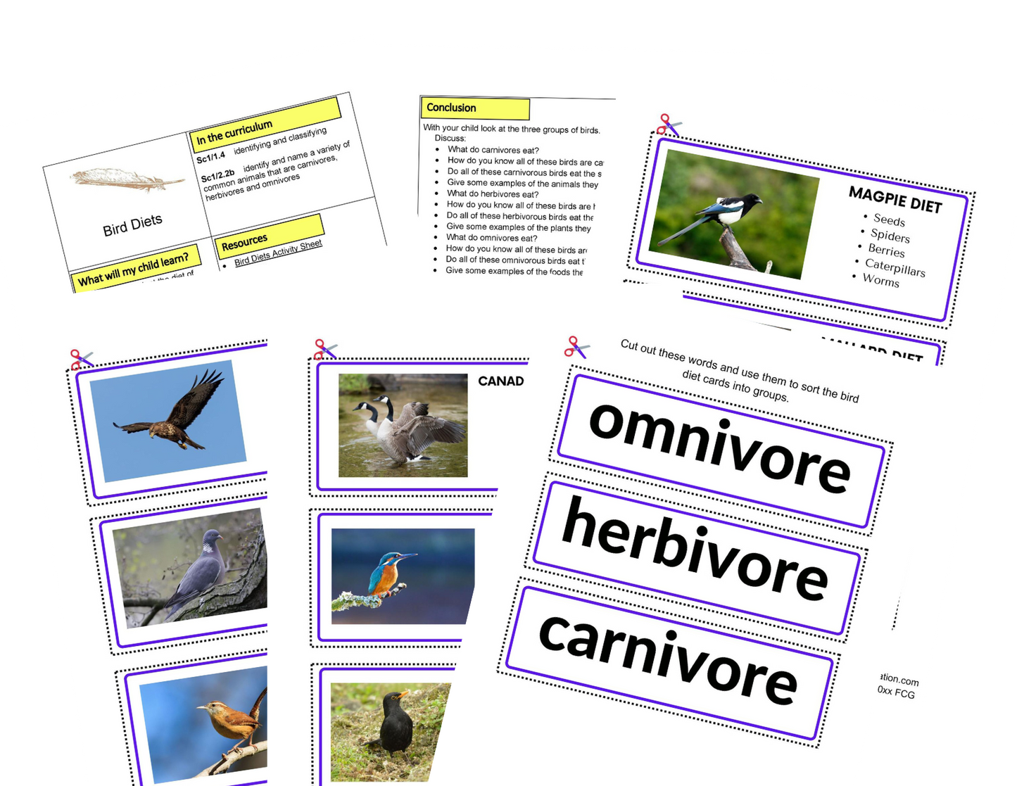 Actividades de aves KS1