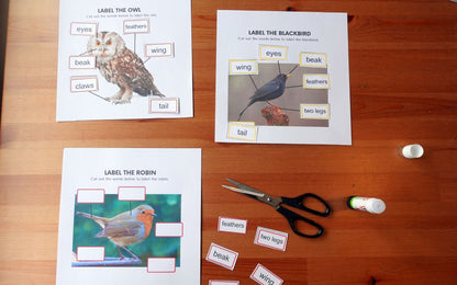 Year 1 Birds Activities