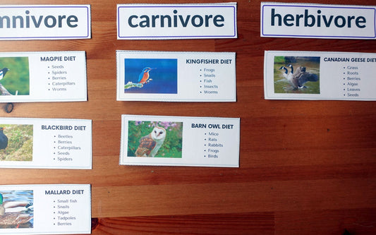 Year 1 Birds Activities