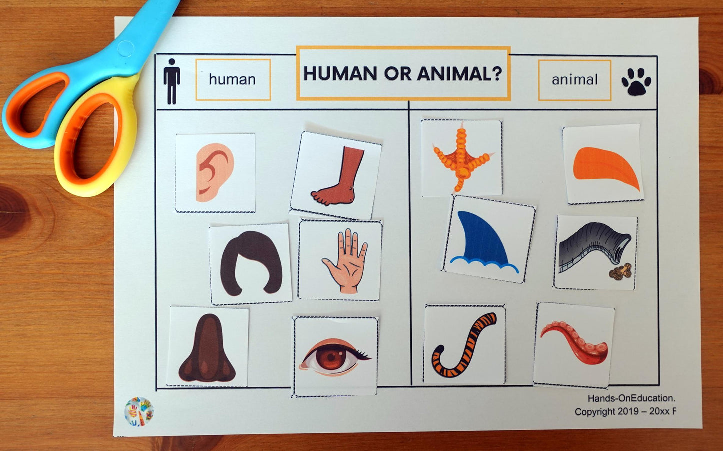 Year 1 Human Body Activities