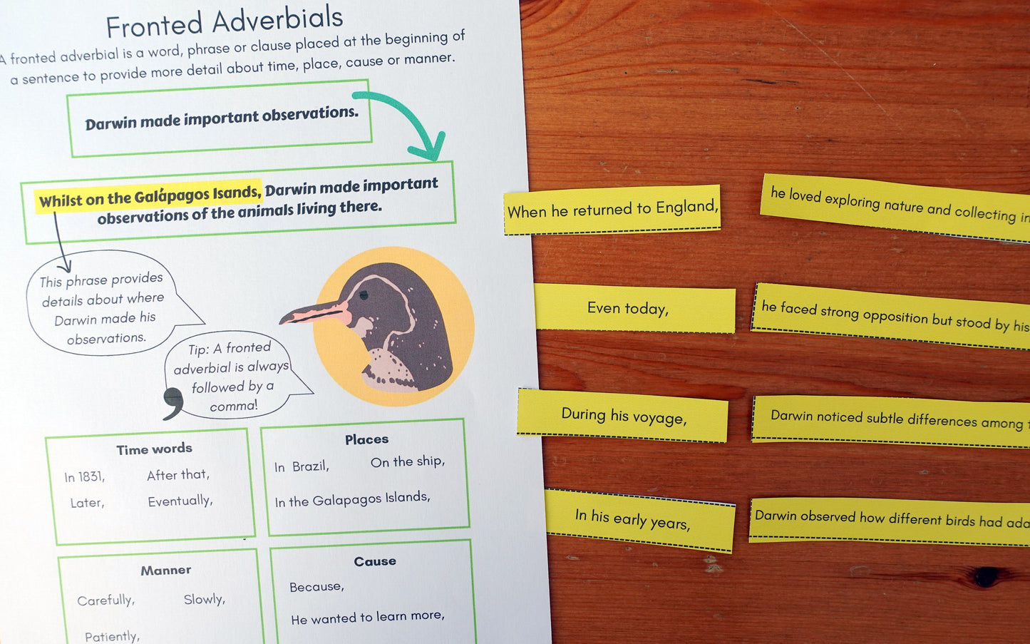 Year 6 Charles Darwin Activities