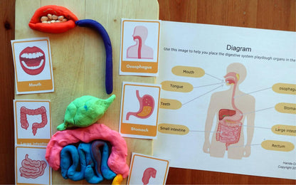 Year 4 Digestive System Activities