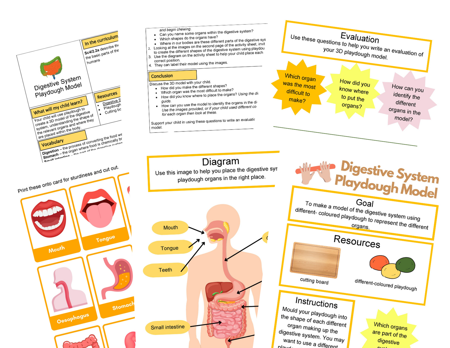 Year 4 Digestive System + STEM Journal