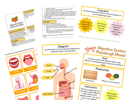 Year 4 Digestive System + STEM Journal