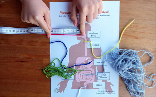 Digestive System + STEM Journal