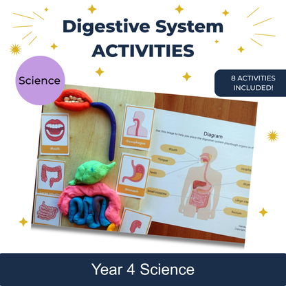 Digestive System Activities