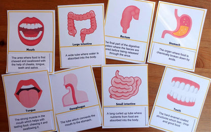 Year 4 Digestive System Activities