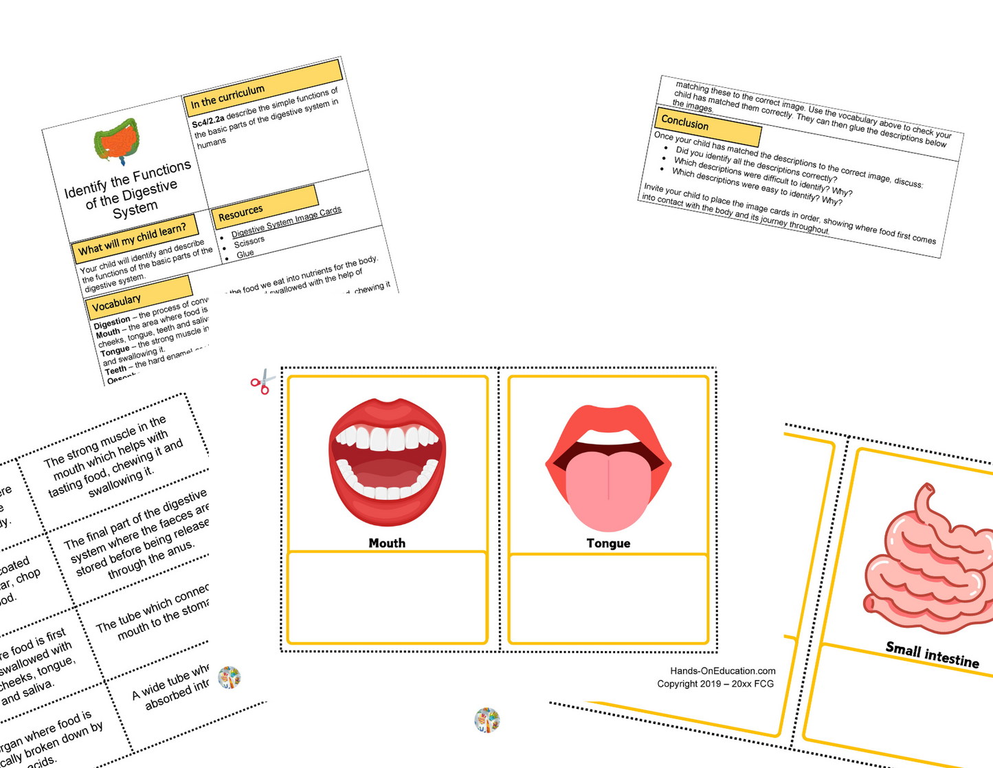 Year 4 Digestive System + STEM Journal