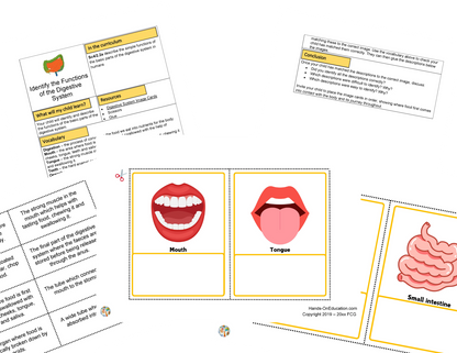 Year 4 Digestive System + STEM Journal