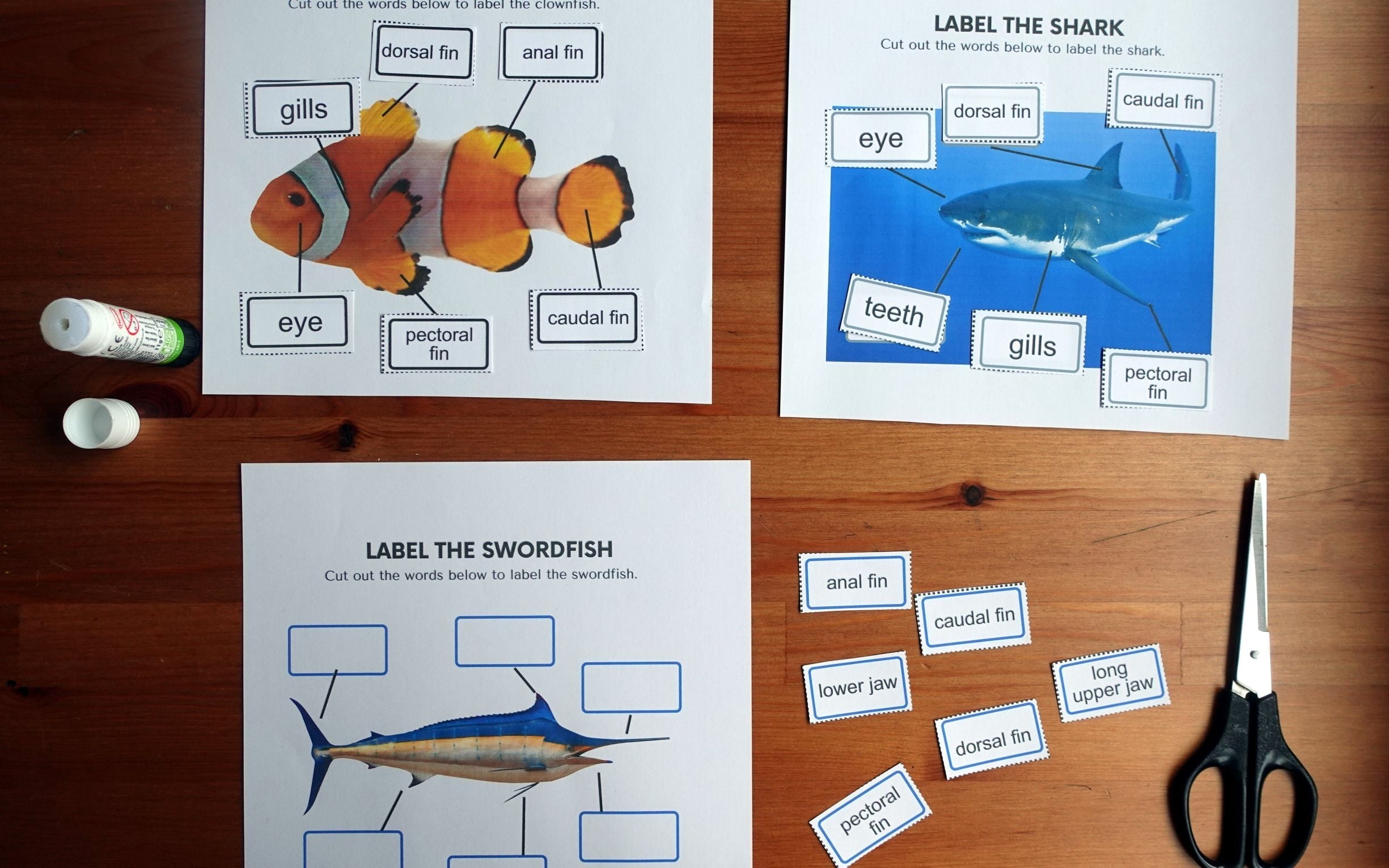 Year 1 Fish Activities | Primary Science | Hands-On Education