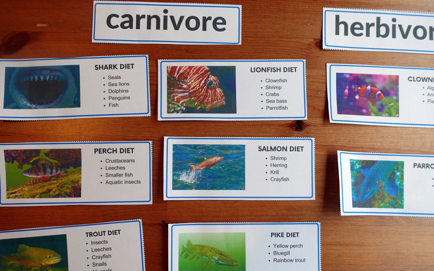 Year 1 Fish Activities