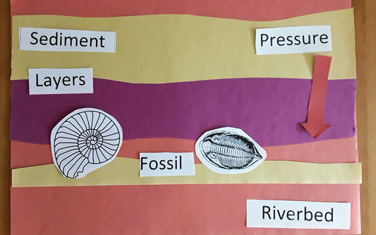 KS2 Fossils Activities