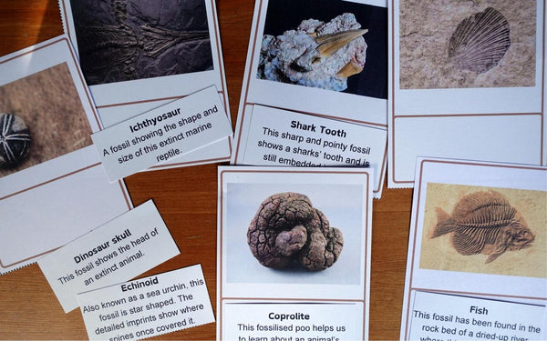 Fossils + History Timeline Notebook | Hands-On Education