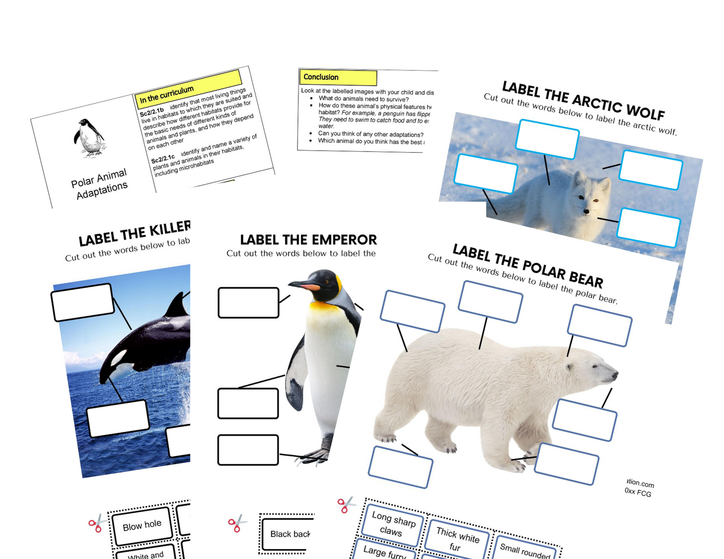 KS1 Hábitats Actividades polares