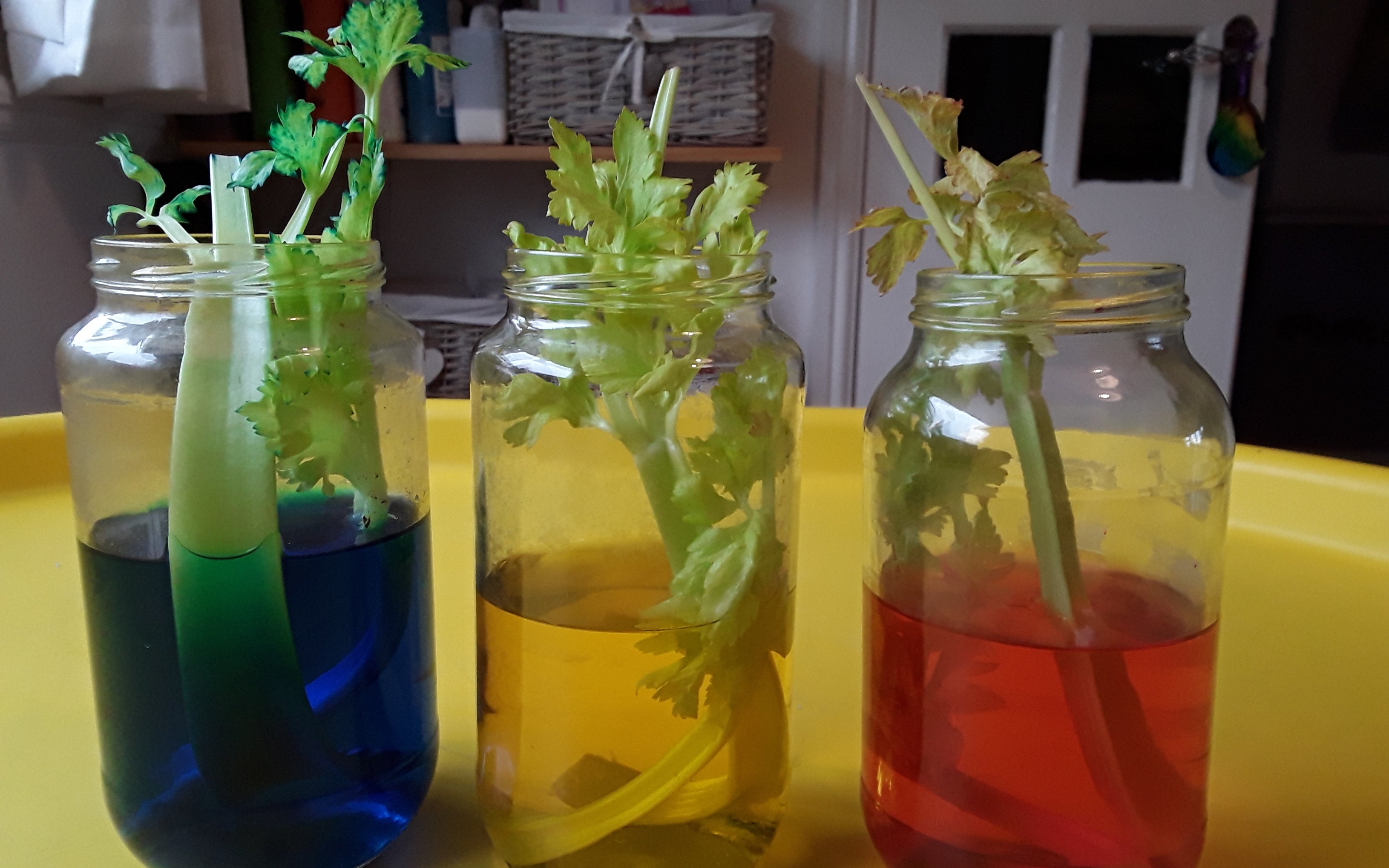 KS1 How Plants Grow Activities | Hands-On Education