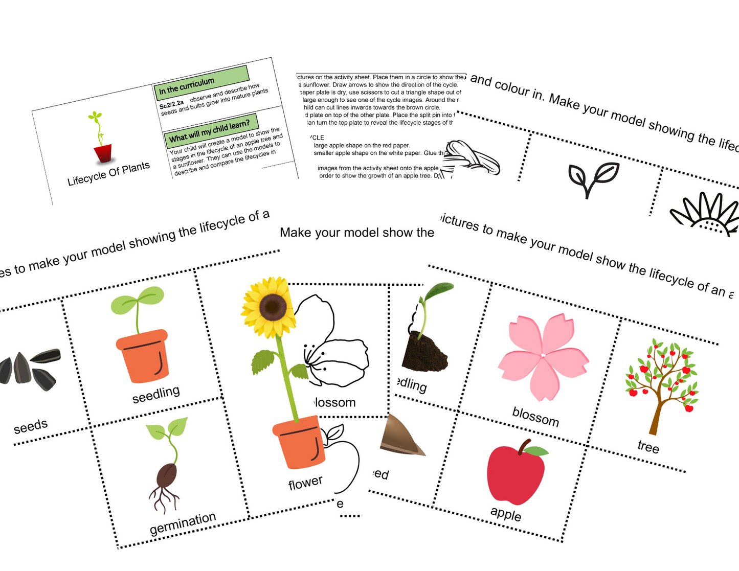 KS1 Comment les plantes poussent des activités