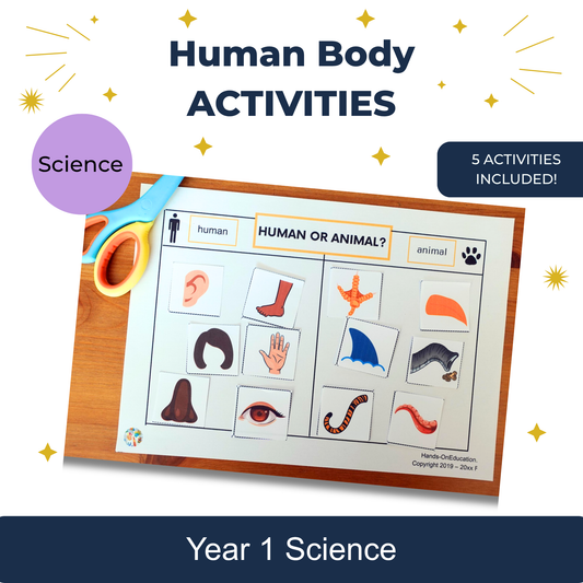 Human Body Activities
