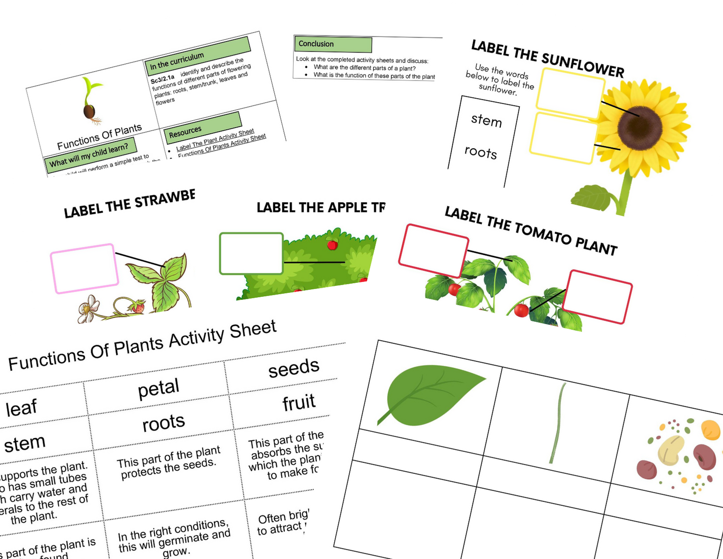 KS2 Investigación de actividades de condiciones de la planta