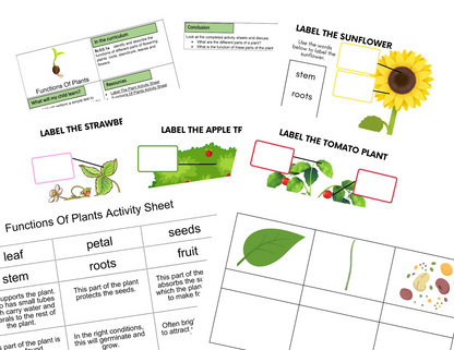 KS2 Investigación de actividades de condiciones de la planta