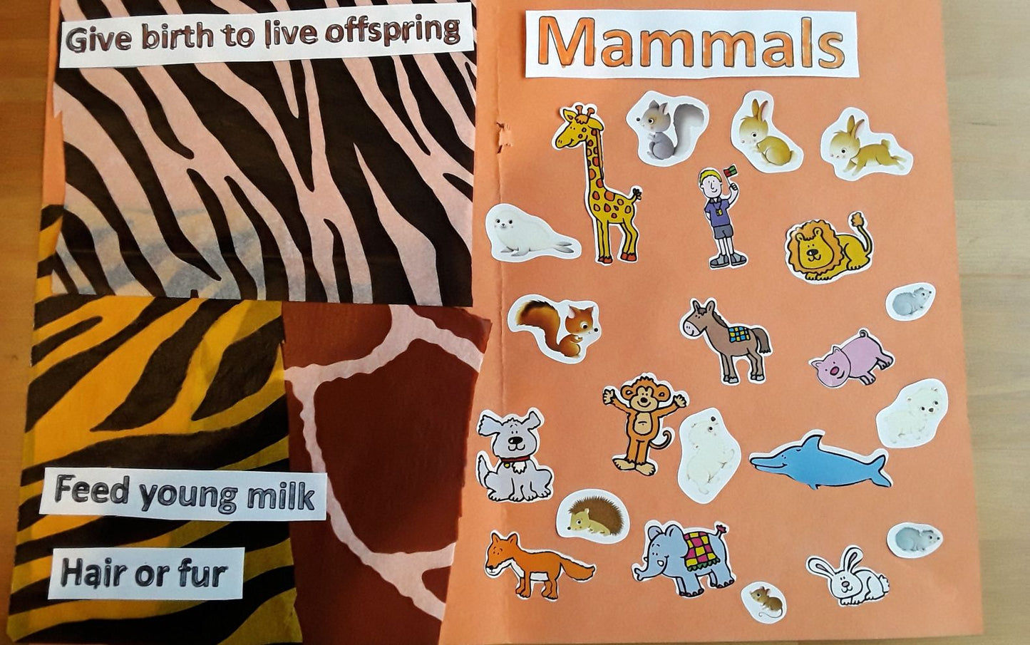 Year 1 Mammals Activities