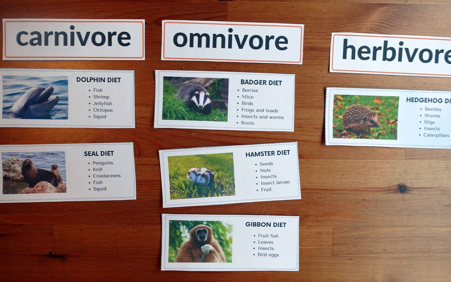 Year 1 Mammals Activities