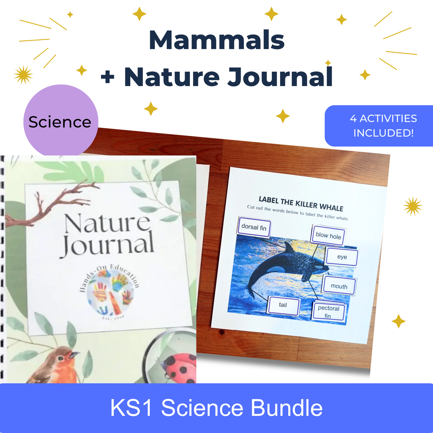 Activités sur les mammifères KS1