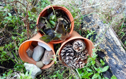 Year 2 Microhabitats Activities