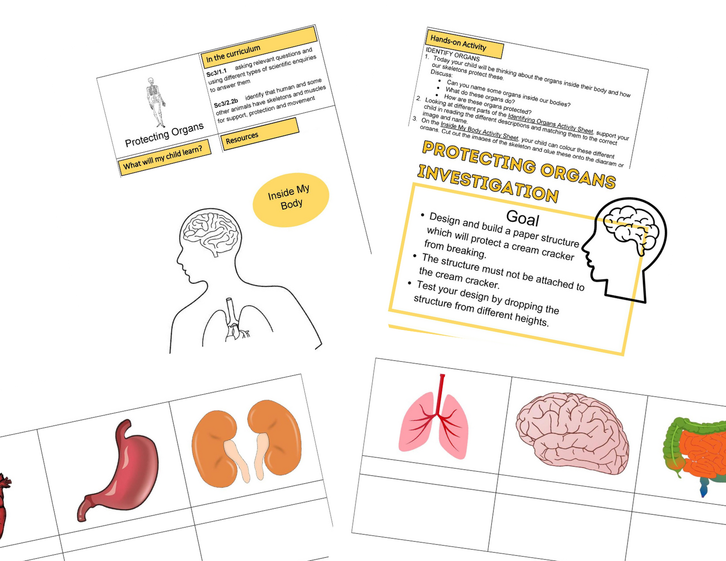 KS2 Mis actividades de esqueleto