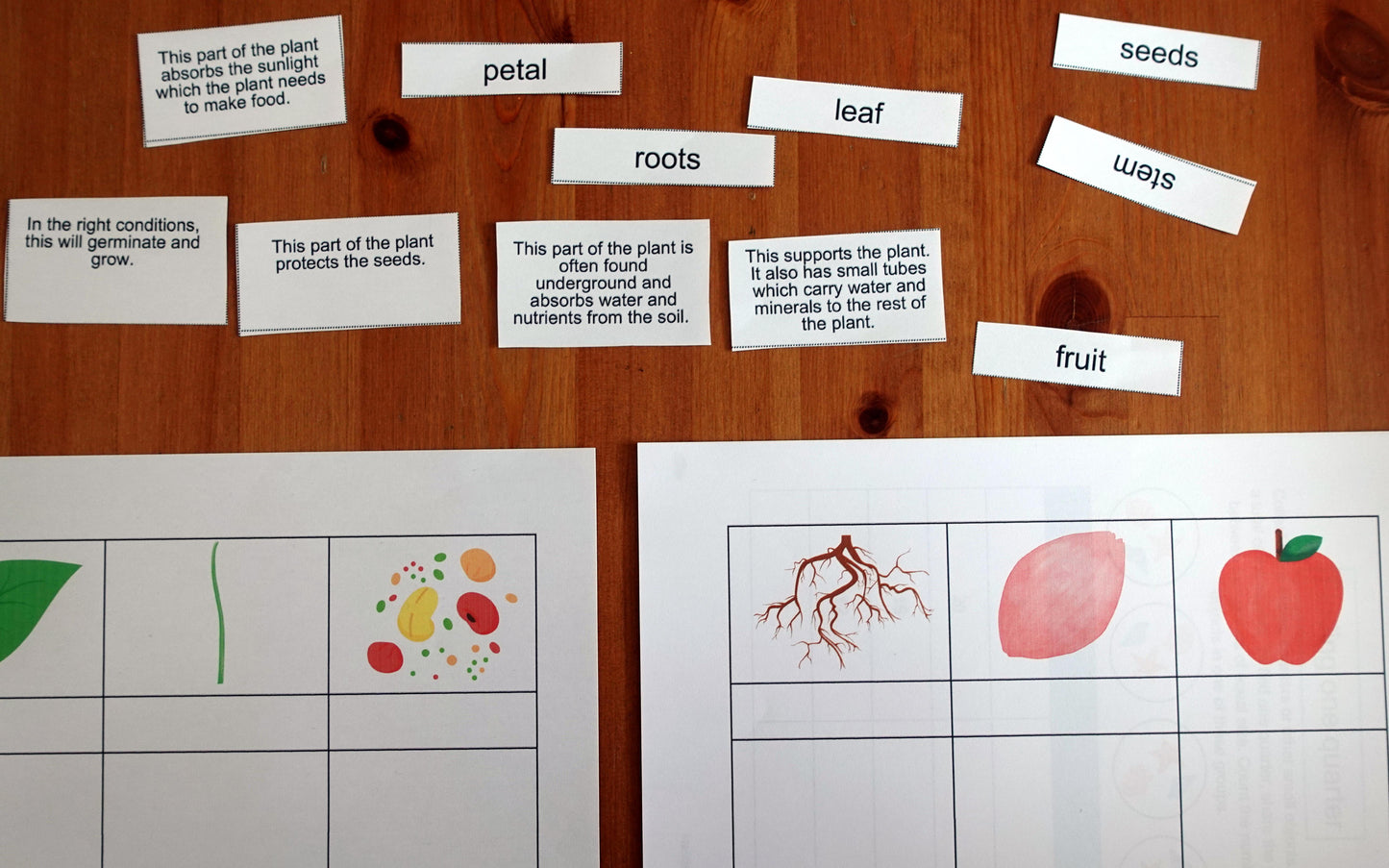 Year 3 Investigating Plant Conditions Activities