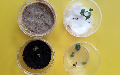 Year 3 Investigating Plant Conditions Activities