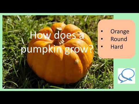 Year 1 Pumpkins Activities