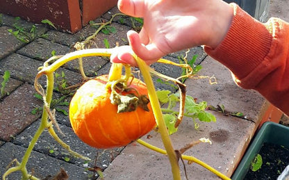 Year 1 Pumpkins + Recipe Journal