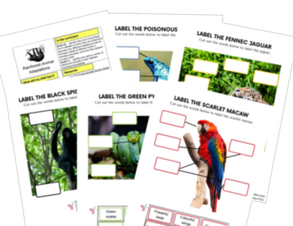 Year 2 Habitats Rainforests Activities