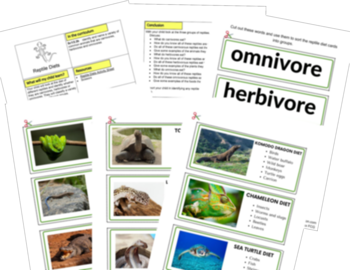 Year 1 Reptiles Activities | KS1 Science & Art Pack | Hands-On Education