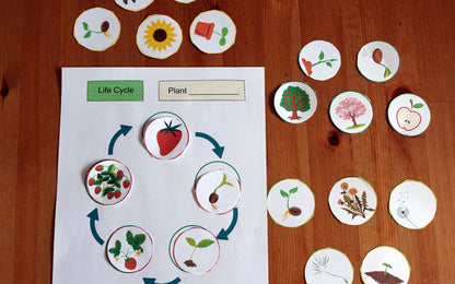 Year 3 Seeds & Life Cycles Activities