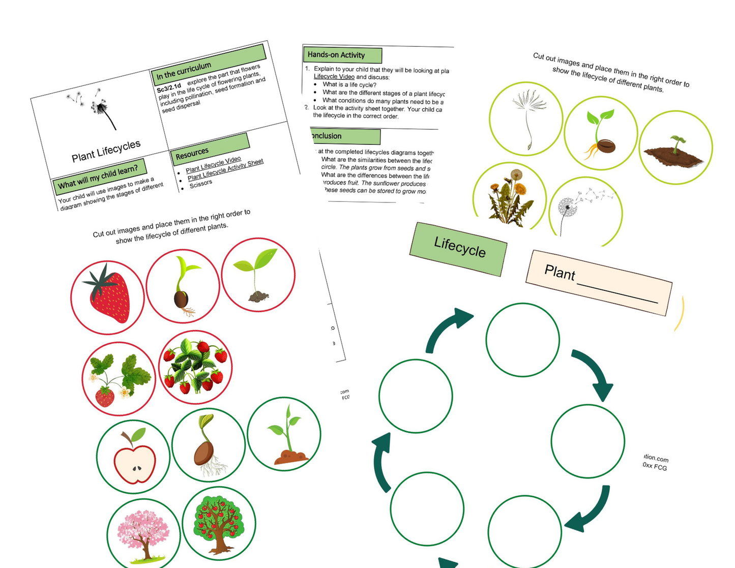 Activités Semences et Cycles de Vie KS2