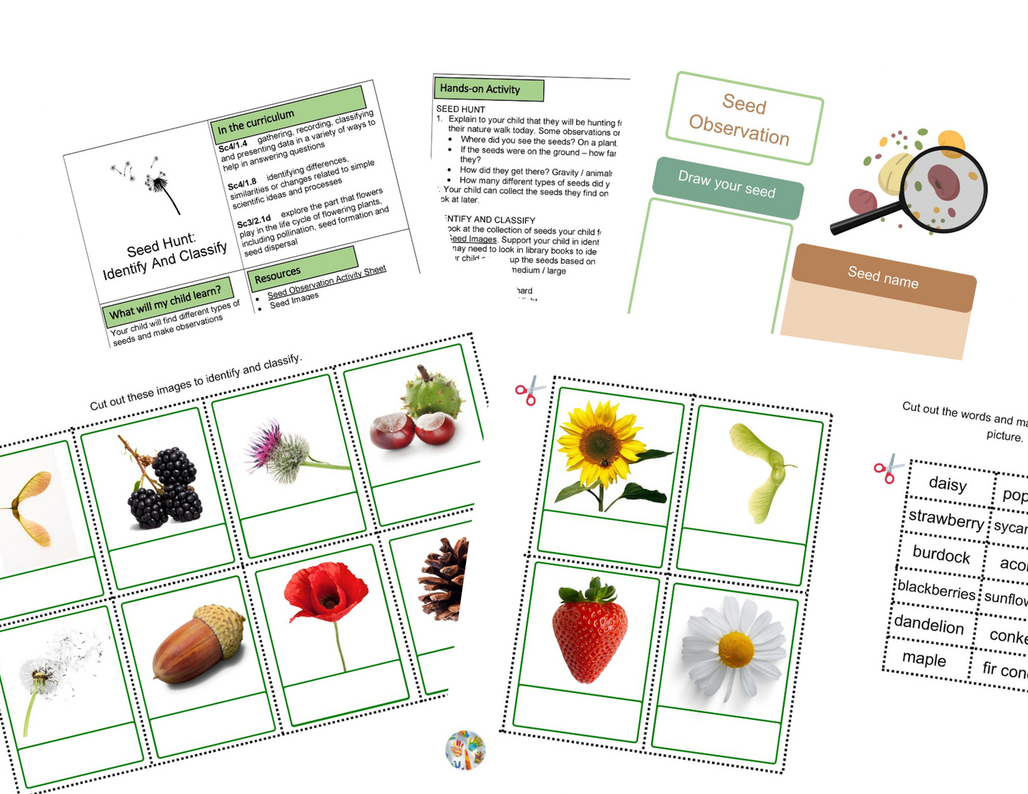 Activités Semences et Cycles de Vie KS2