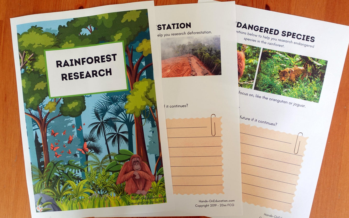 Year 5 The Vanishing Rainforests Activities