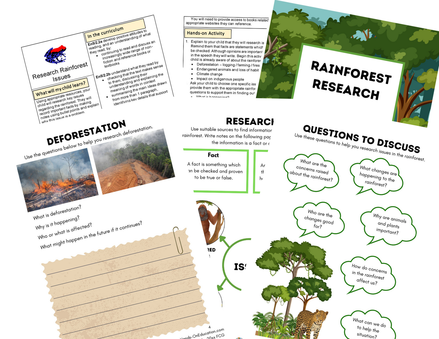 Year 5 The Vanishing Rainforests Activities