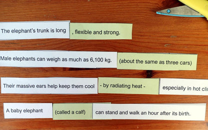 Year 5 Wild And Wonderful